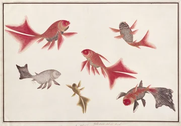 Gold and Silver Fish, from Drawings of Fishes from Malacca, c.1805-18
